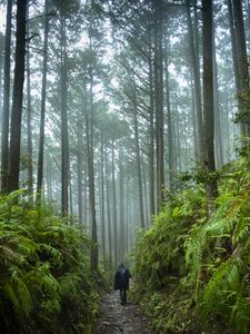 Preview wallpaper man, silhouette, trail, trees, forest, alone