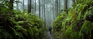 Preview wallpaper man, silhouette, trail, trees, forest, alone