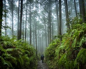 Preview wallpaper man, silhouette, trail, trees, forest, alone