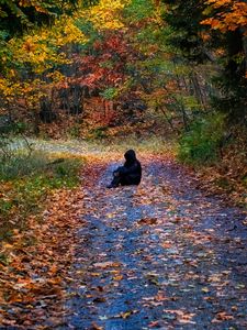 Preview wallpaper man, silhouette, trail, leaves, autumn, trees, alone