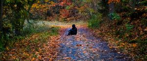 Preview wallpaper man, silhouette, trail, leaves, autumn, trees, alone