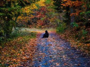 Preview wallpaper man, silhouette, trail, leaves, autumn, trees, alone