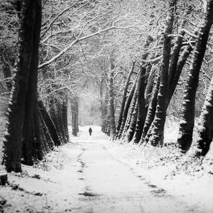 Preview wallpaper man, silhouette, trees, snow, alone, nature