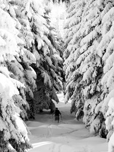 Preview wallpaper man, skiing, snow, winter, forest, nature