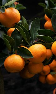 Preview wallpaper manadirins, branches, fruit, citrus