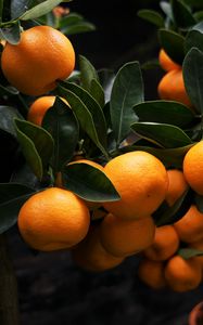 Preview wallpaper manadirins, branches, fruit, citrus