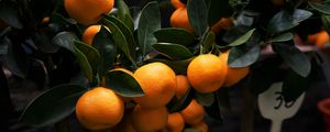 Preview wallpaper manadirins, branches, fruit, citrus