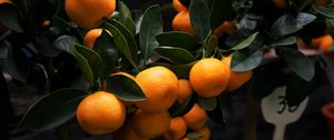 Preview wallpaper manadirins, branches, fruit, citrus