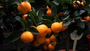 Preview wallpaper manadirins, branches, fruit, citrus