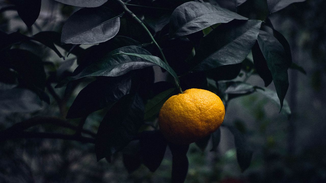 Wallpaper mandarin, citrus, branch, fruit