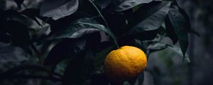 Preview wallpaper mandarin, citrus, branch, fruit