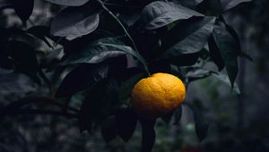 Preview wallpaper mandarin, citrus, branch, fruit