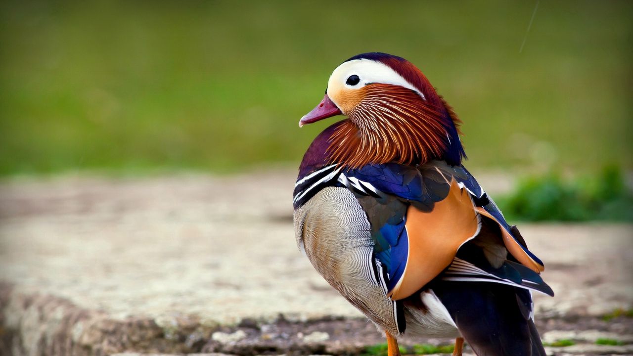 Wallpaper mandarin duck, bird, color, beautiful