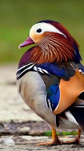 Preview wallpaper mandarin duck, bird, color, beautiful