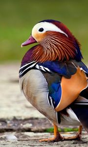 Preview wallpaper mandarin duck, bird, color, beautiful