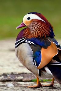 Preview wallpaper mandarin duck, bird, color, beautiful