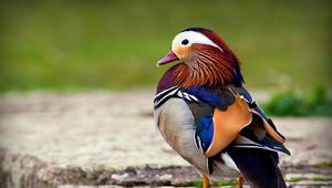 Preview wallpaper mandarin duck, bird, color, beautiful