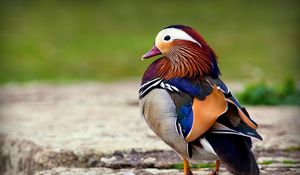 Preview wallpaper mandarin duck, bird, color, beautiful