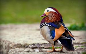 Preview wallpaper mandarin duck, bird, color, beautiful