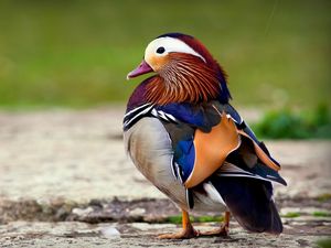 Preview wallpaper mandarin duck, bird, color, beautiful