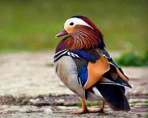 Preview wallpaper mandarin duck, bird, color, beautiful