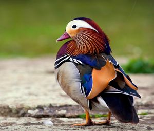 Preview wallpaper mandarin duck, bird, color, beautiful