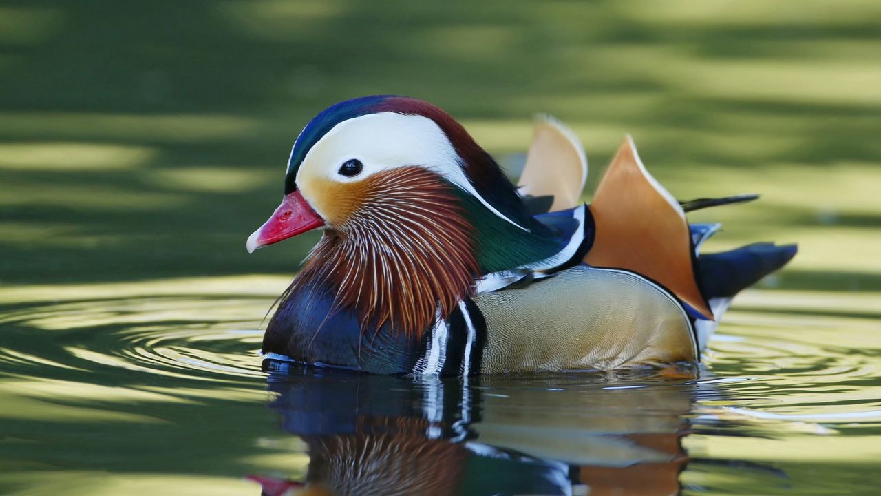 Wallpaper mandarin duck, bird, water