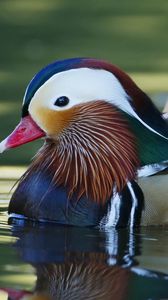 Preview wallpaper mandarin duck, bird, water