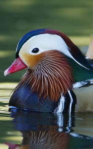 Preview wallpaper mandarin duck, bird, water