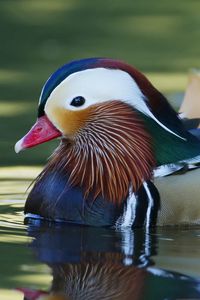 Preview wallpaper mandarin duck, bird, water