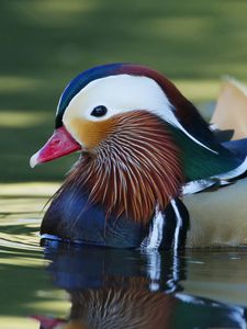 Preview wallpaper mandarin duck, bird, water