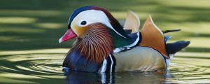 Preview wallpaper mandarin duck, bird, water