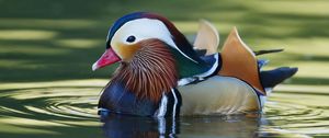 Preview wallpaper mandarin duck, bird, water