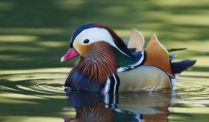 Preview wallpaper mandarin duck, bird, water