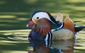 Preview wallpaper mandarin duck, bird, water