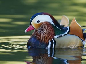 Preview wallpaper mandarin duck, bird, water