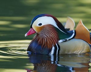 Preview wallpaper mandarin duck, bird, water