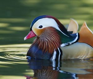 Preview wallpaper mandarin duck, bird, water