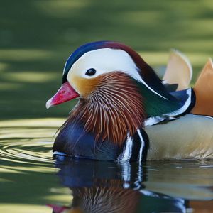 Preview wallpaper mandarin duck, bird, water