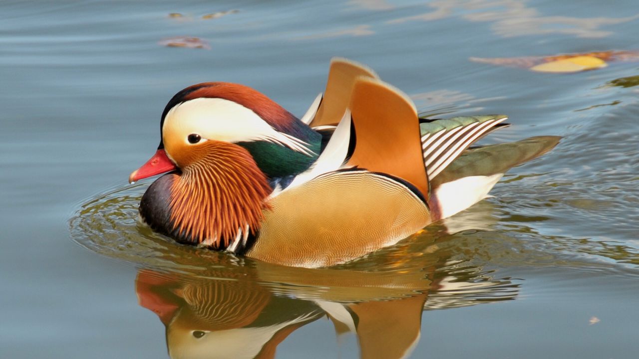 Wallpaper mandarin duck, bird, water, river, swim
