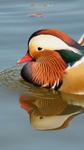 Preview wallpaper mandarin duck, bird, water, river, swim