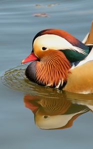 Preview wallpaper mandarin duck, bird, water, river, swim