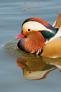 Preview wallpaper mandarin duck, bird, water, river, swim