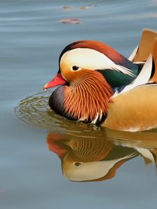 Preview wallpaper mandarin duck, bird, water, river, swim