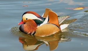 Preview wallpaper mandarin duck, bird, water, river, swim