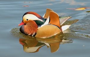 Preview wallpaper mandarin duck, bird, water, river, swim