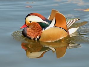 Preview wallpaper mandarin duck, bird, water, river, swim