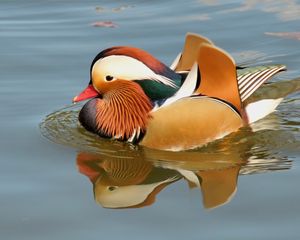 Preview wallpaper mandarin duck, bird, water, river, swim