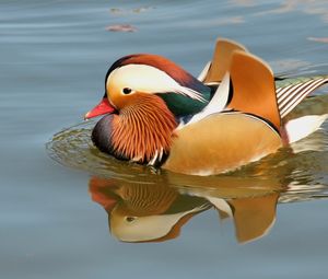 Preview wallpaper mandarin duck, bird, water, river, swim