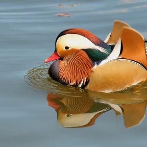 Preview wallpaper mandarin duck, bird, water, river, swim